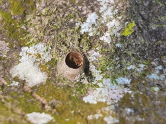Insecta