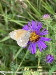 Coenonympha california