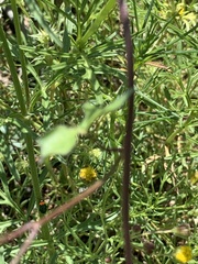 Ipomoea cristulata