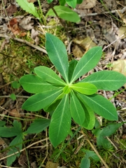 Euphorbia purpurea