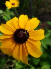 Eristalis transversa