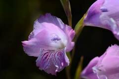 Gladiolus hirsutus