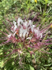 Polanisia dodecandra