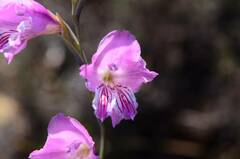 Gladiolus hirsutus