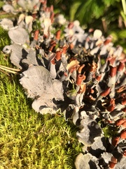 Peltigera canina