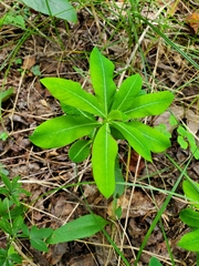 Euphorbia purpurea