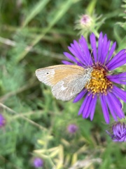 Coenonympha california