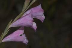 Gladiolus hirsutus