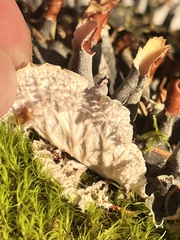 Peltigera canina