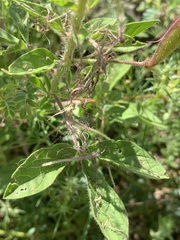 Polanisia dodecandra