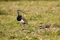 Vanellus chilensis