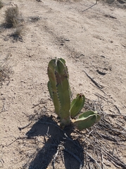 Lophocereus schottii