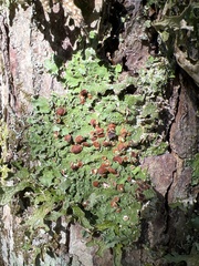 Ricasolia quercizans