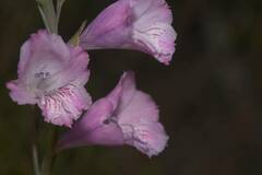 Gladiolus hirsutus