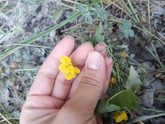 Medicago