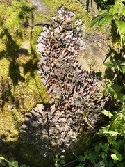 Peltigera canina