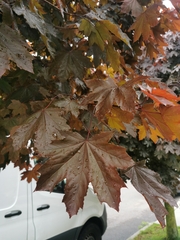 Acer platanoides