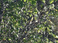 Emberiza citrinella