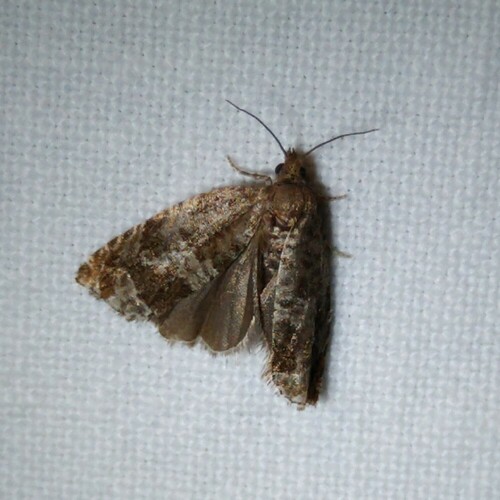 Triangle-marked Roller, 9351 Leek, Nederland, photo 10 of 10