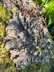 Peltigera canina