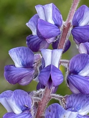 Lupinus argenteus