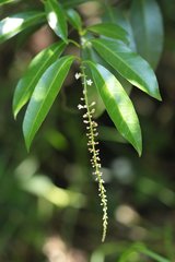 Citharexylum