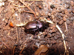 Pterostichus burmeisteri
