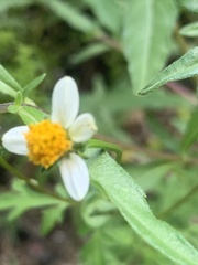 Bidens alba