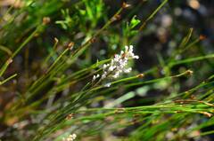 Spatalla racemosa
