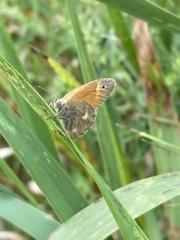 Coenonympha california