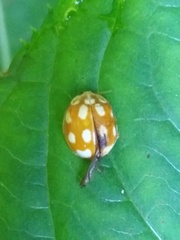 Calvia decemguttata