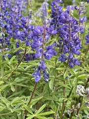 Lupinus argenteus