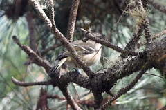 Vireo huttoni
