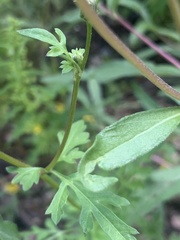 Bidens alba