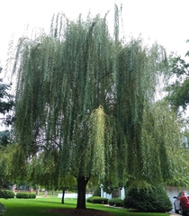 Salix babylonica