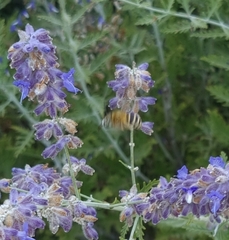 Amegilla quadrifasciata