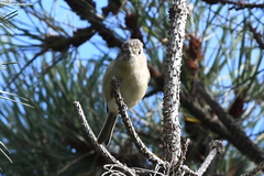 Vireo huttoni