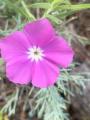 Phlox nana