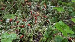 Cladonia bellidiflora