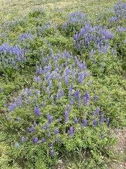 Lupinus argenteus