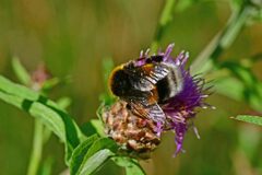Bombus terrestris