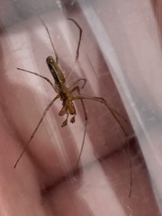 Tetragnatha