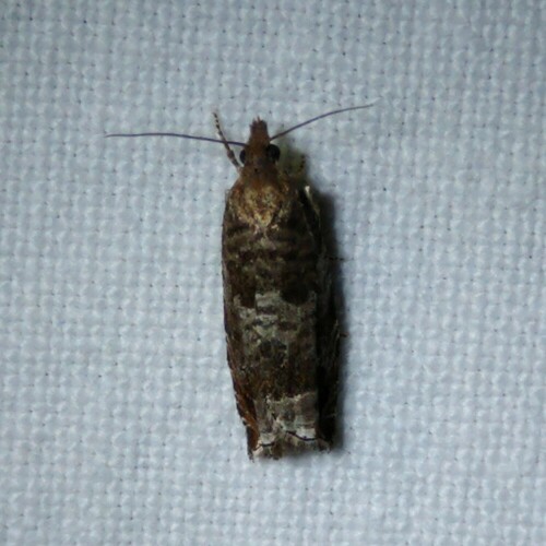 Triangle-marked Roller, 9351 Leek, Nederland, photo 6 of 10