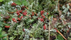 Cladonia bellidiflora