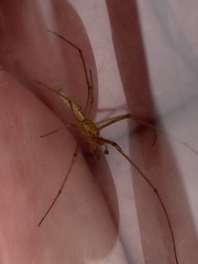 Tetragnatha