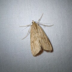 Parapoynx stratiotata