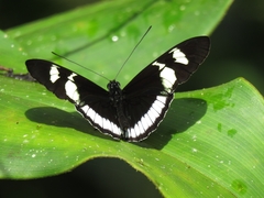 Heliconius cydno cydnides