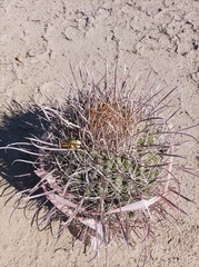 Ferocactus gracilis