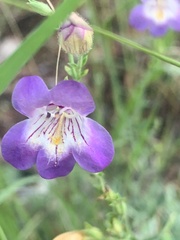 Penstemon linarioides