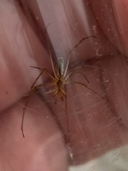 Tetragnatha
